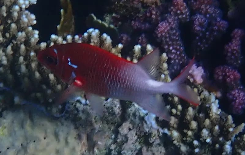 Sargocentron caudimaculatum