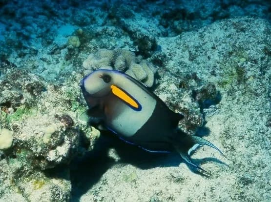 Acanthurus olivaceus