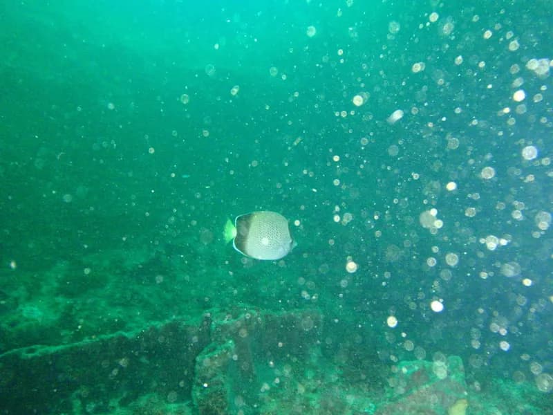 Chaetodon dolosus
