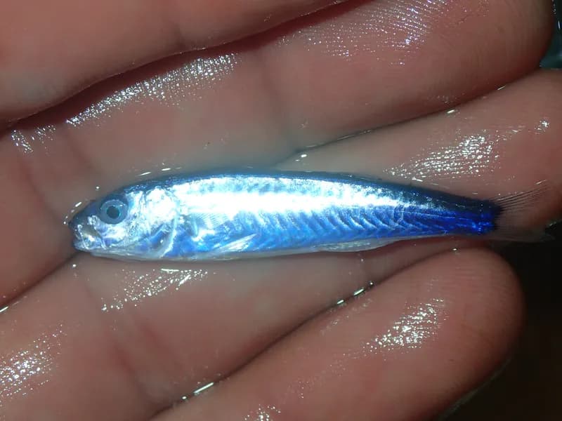Mullus barbatus