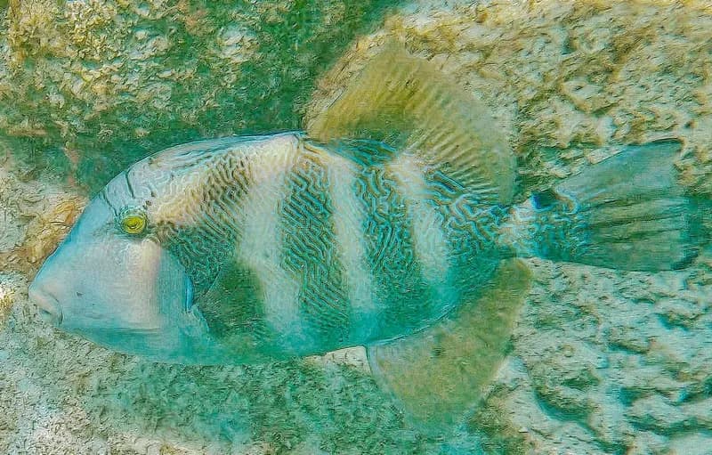 Pseudobalistes naufragium