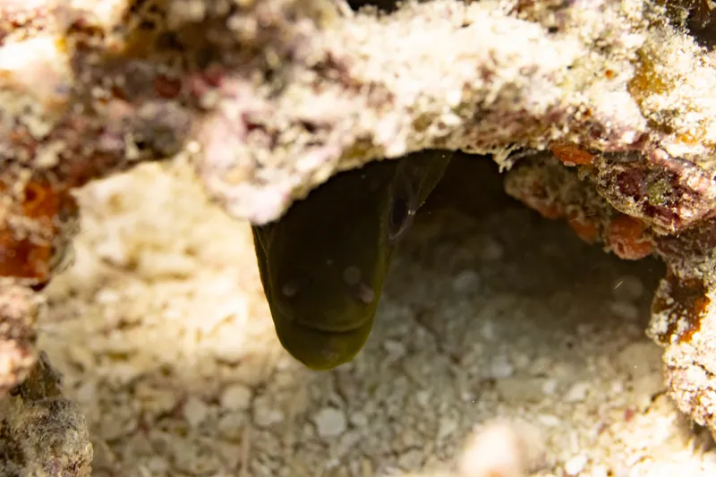 Undulated Moray (Gymnothorax undulatus)