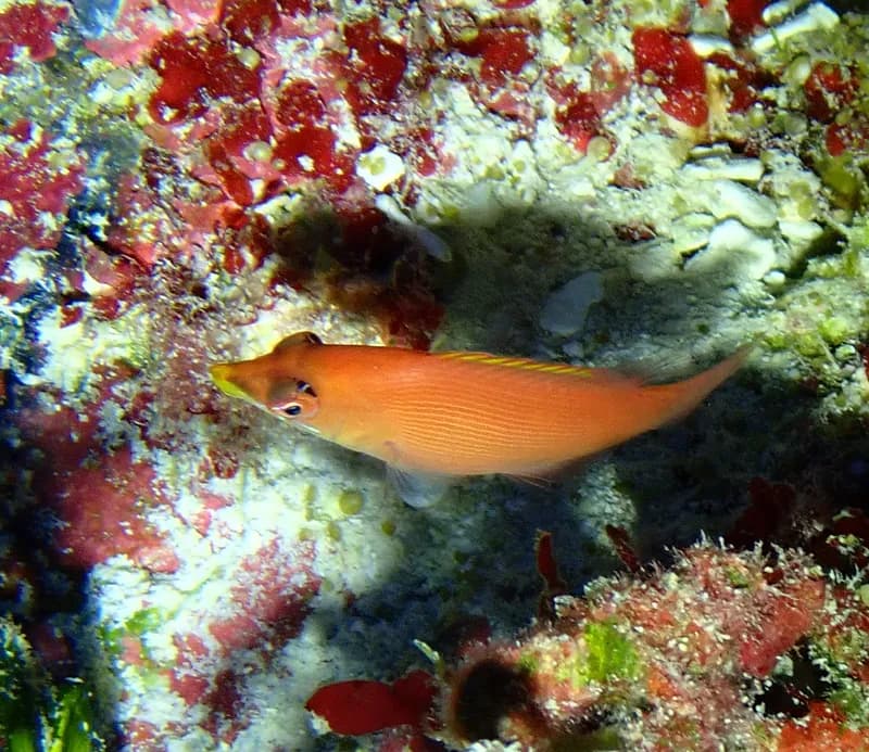 Disappearing Wrasse (Pseudocheilinus evanidus)
