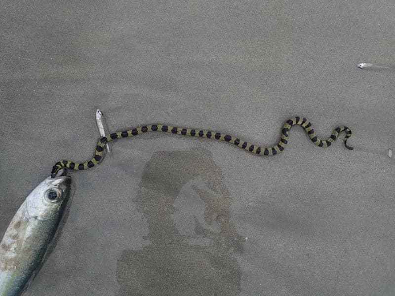Hydrophis cyanocinctus