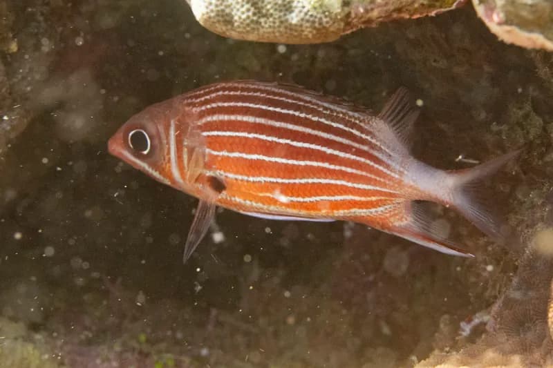 Sargocentron diadema
