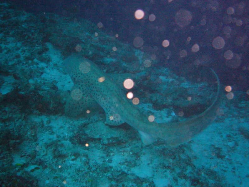 Zebra Shark (Stegostoma tigrinum)