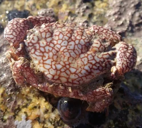 Xantho pilipes