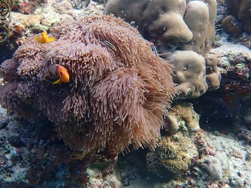 Clownfish (Amphiprion nigripes)