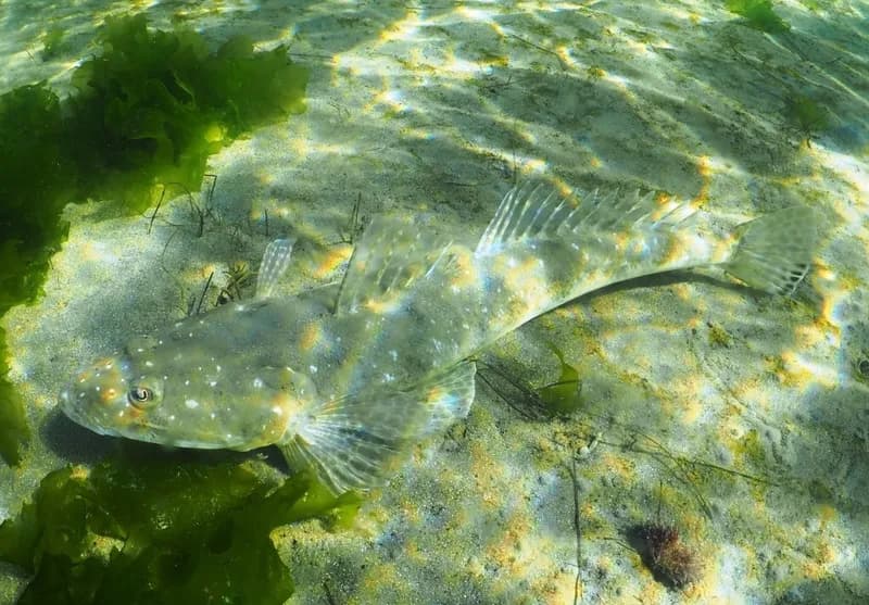 Platycephalus speculator
