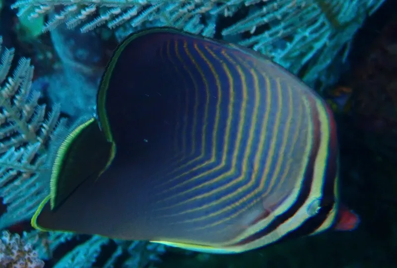 Chaetodon baronessa