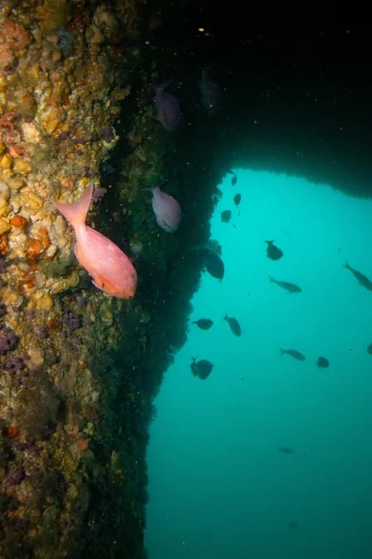 Caprodon longimanus