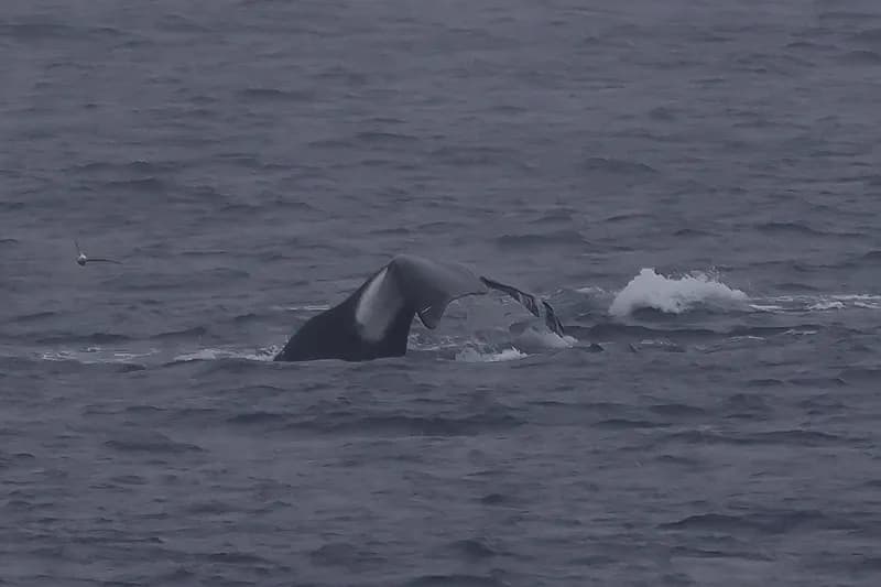 Arctic Right Whale (Balaena mysticetus)