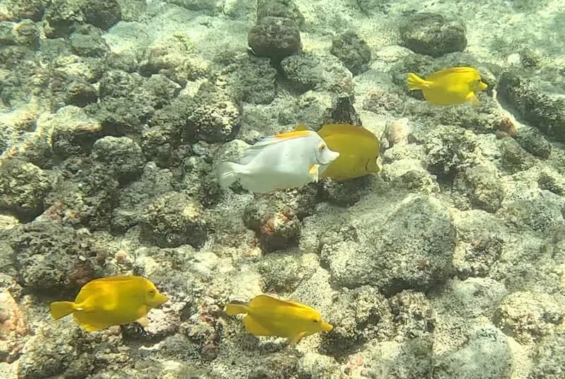 Zebrasoma flavescens