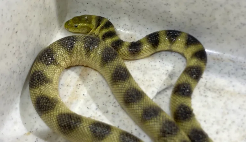Hydrophis pacificus