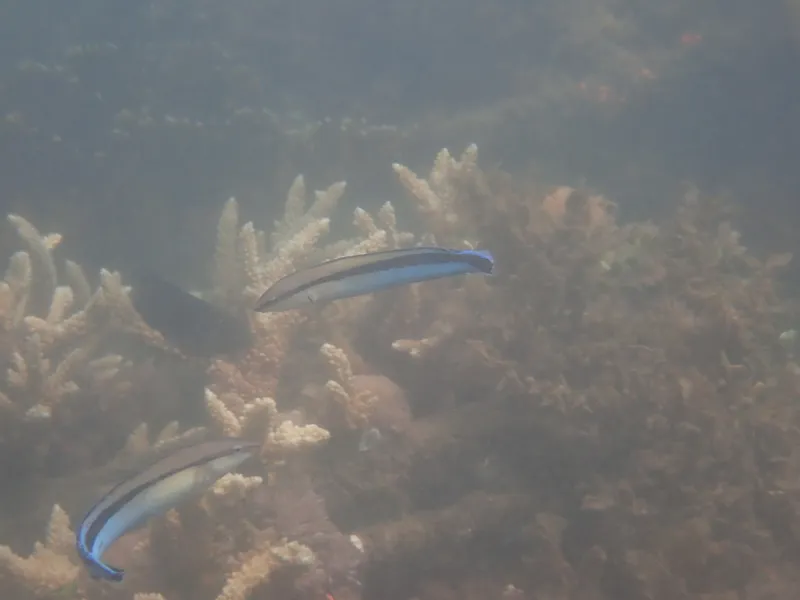 Aspidontus taeniatus