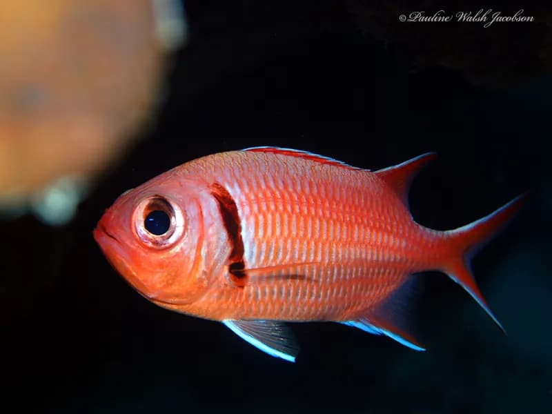 Myripristis jacobus
