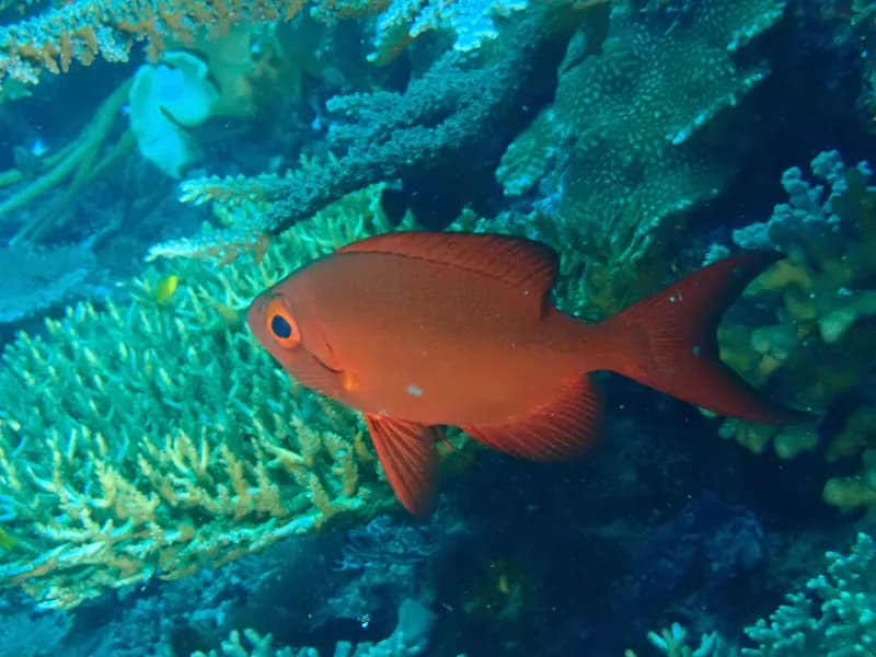 Goggle-Eye (Priacanthus hamrur)