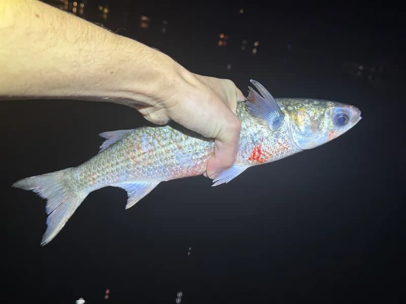 Flathead Grey Mullet (Mugil cephalus)