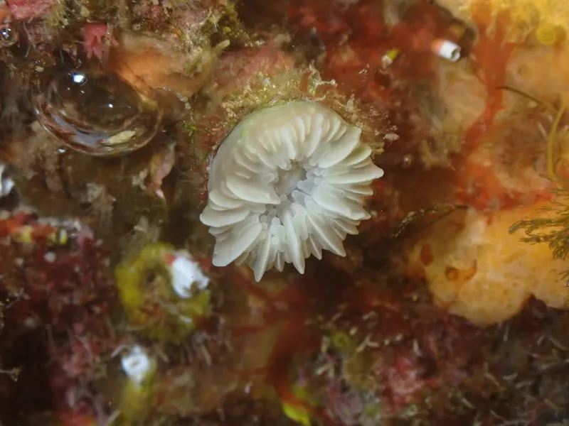 Caryophyllia (Caryophyllia) inornata