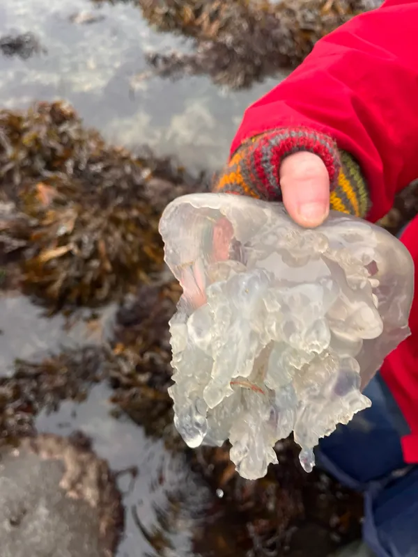Barrel Jellyfish (Rhizostoma octopus)