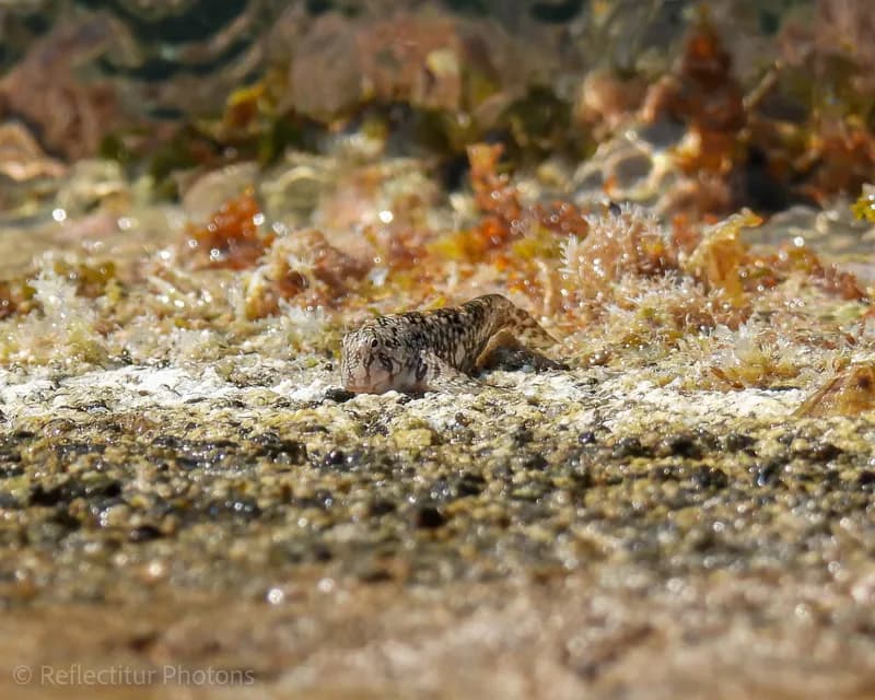 Coryphoblennius galerita