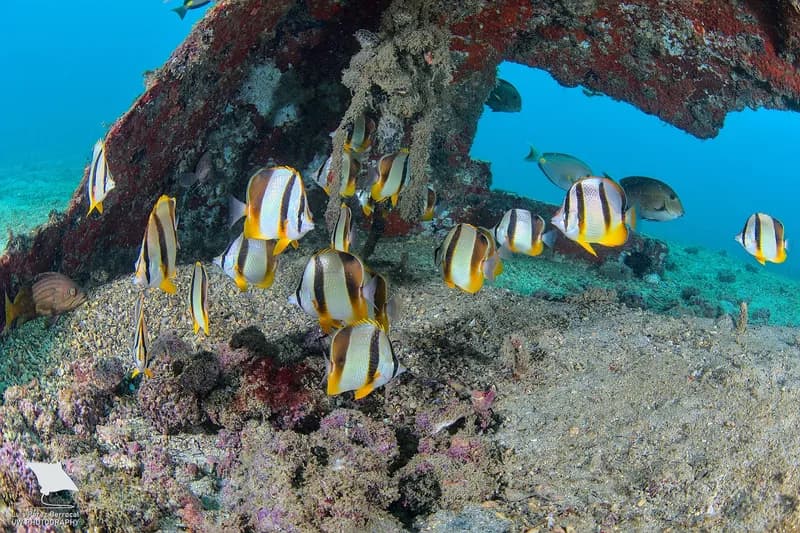Chaetodon hoefleri