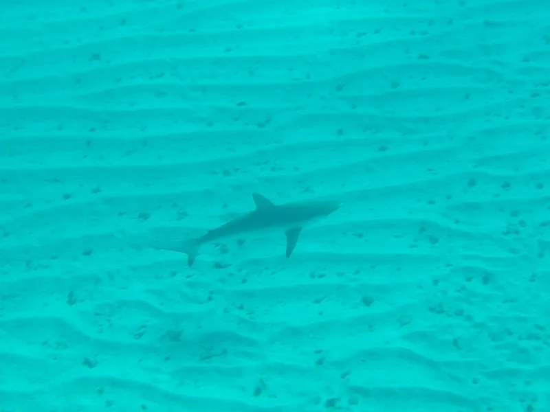 Spottail Shark (Carcharhinus sorrah)