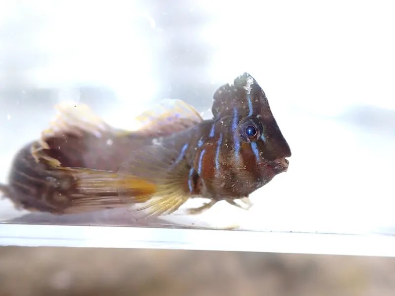 Omobranchus anolius