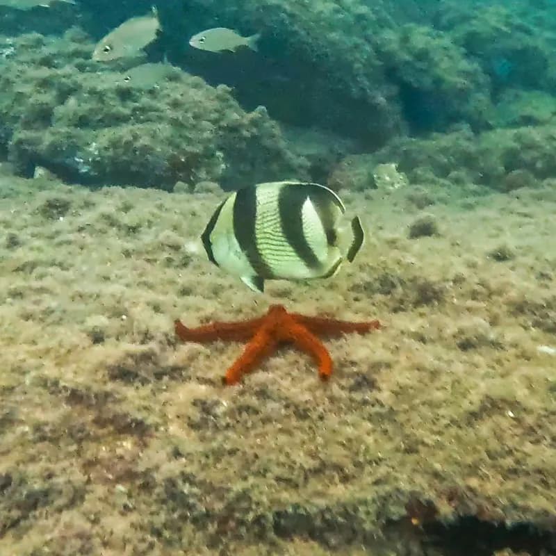 Chaetodon striatus