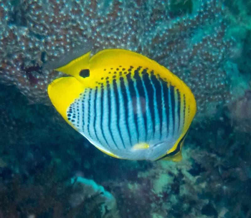 Chaetodon ocellicaudus