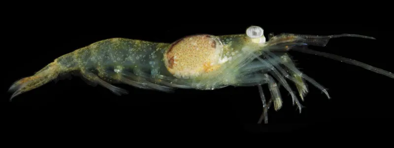 Ambidexter symmetricus