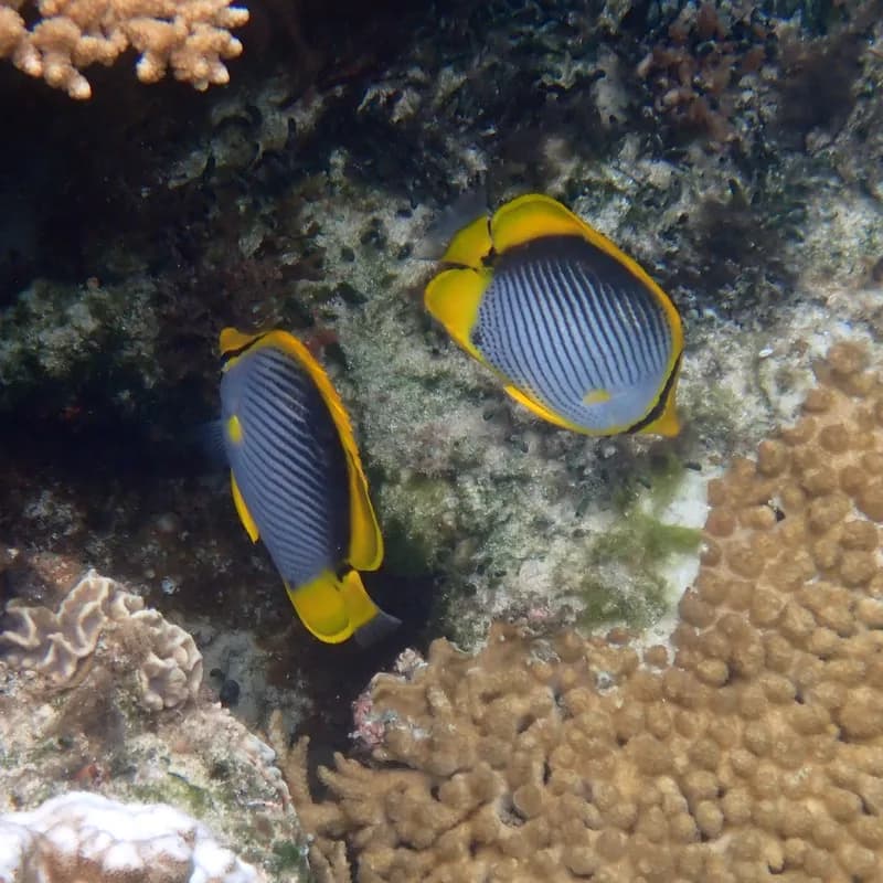 Chaetodon melannotus