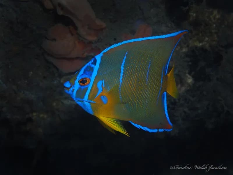 Holacanthus ciliaris