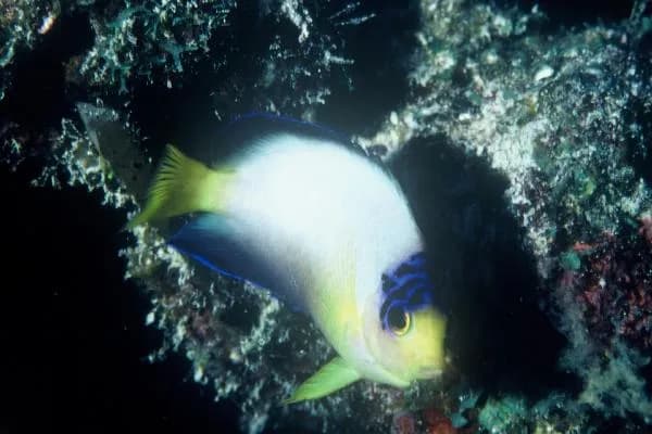 Centropyge multicolor