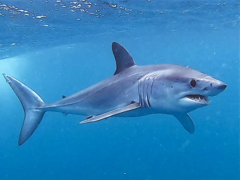 Atlantic Mako Shark (Isurus oxyrinchus)