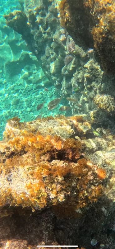 Siganus rivulatus
