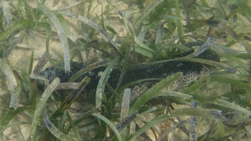 Holothuria (Halodeima) mexicana