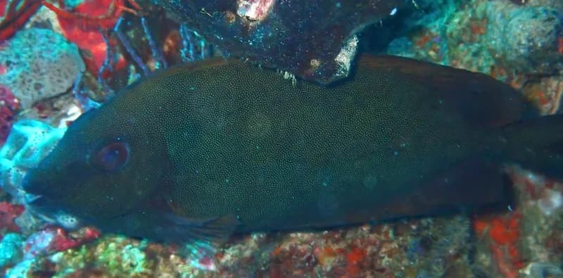 Siganus punctatissimus