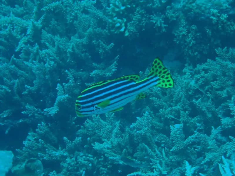 Plectorhinchus vittatus