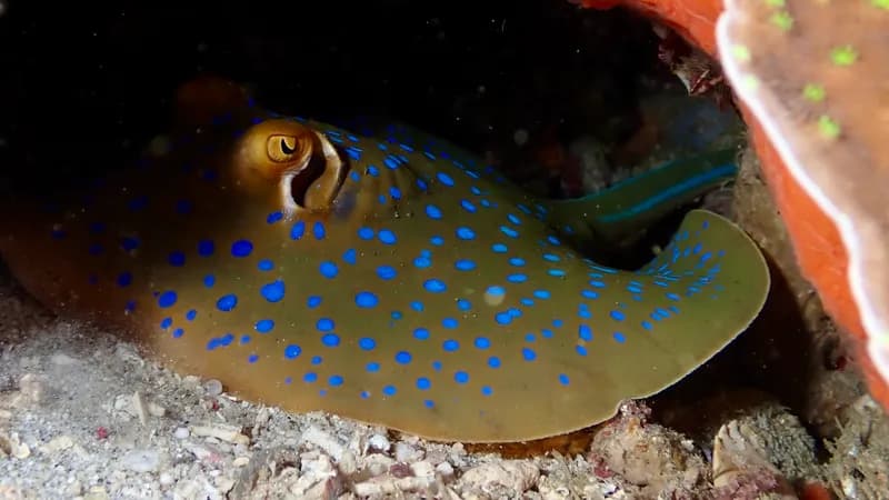 Reef Stingray (Taeniura lymma)