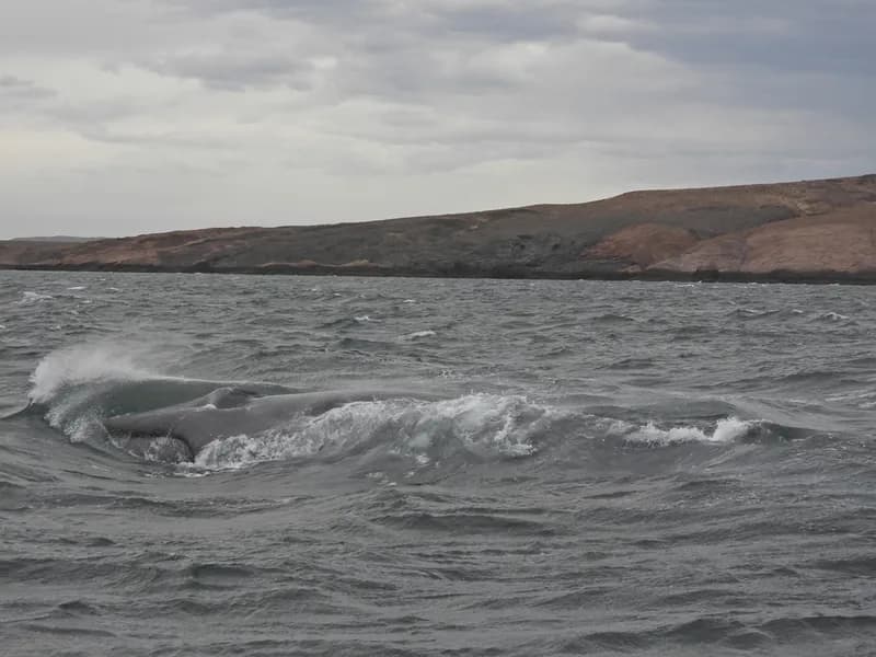 Blue Rorqual (Balaenoptera musculus)