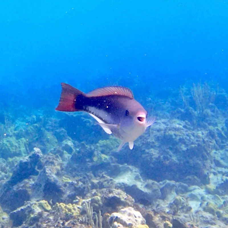 Green Parrotfish (Scarus vetula)
