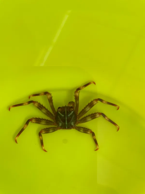 Flat Crab (Percnon gibbesi)