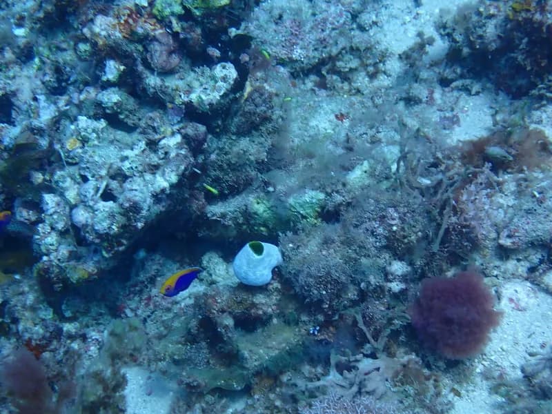 Centropyge acanthops