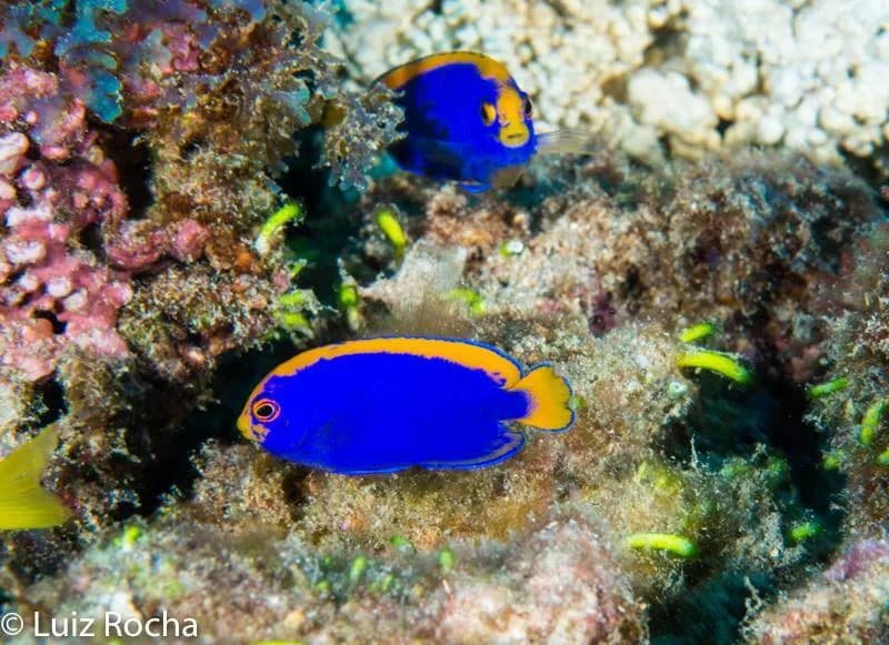 Centropyge resplendens