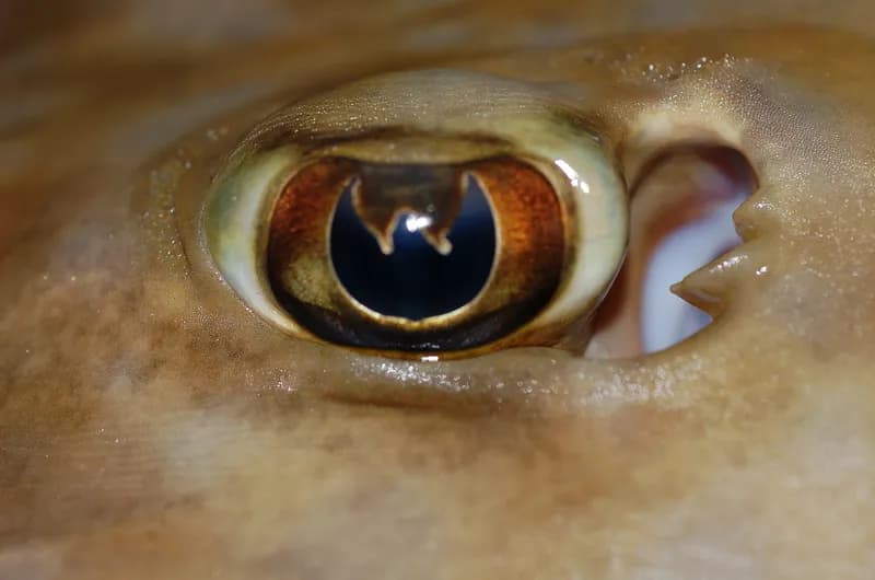 Rhinobatos holcorhynchus