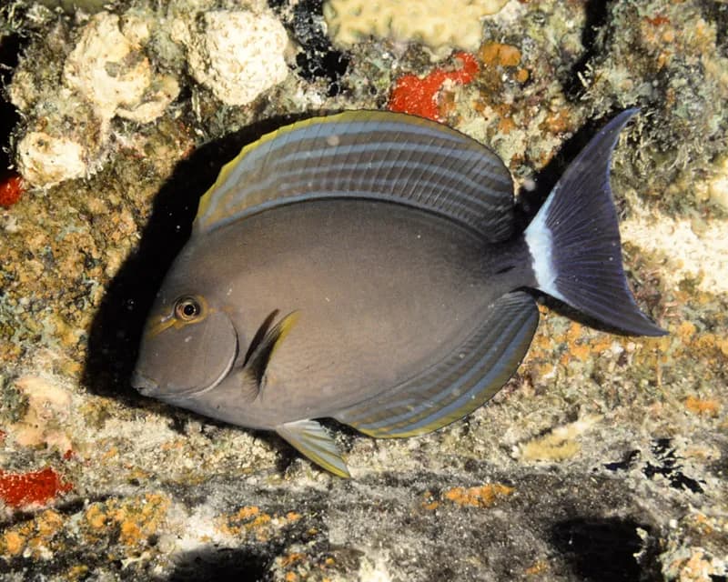 Acanthurus xanthopterus