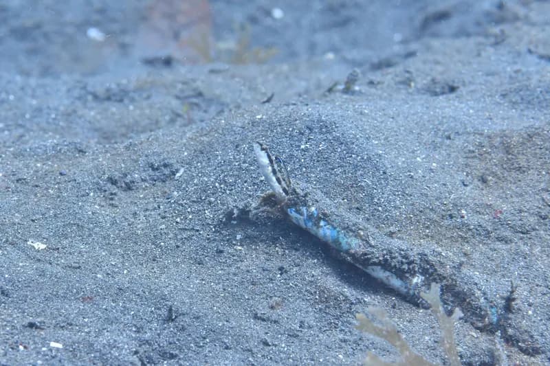 Adelotremus deloachi
