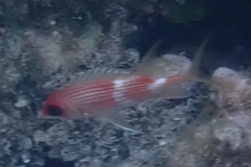 Longspine Squirrelfish (Holocentrus rufus)