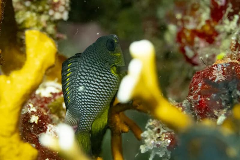 Domino (Dascyllus trimaculatus)